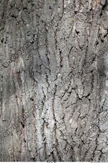 Tree Bark 0004